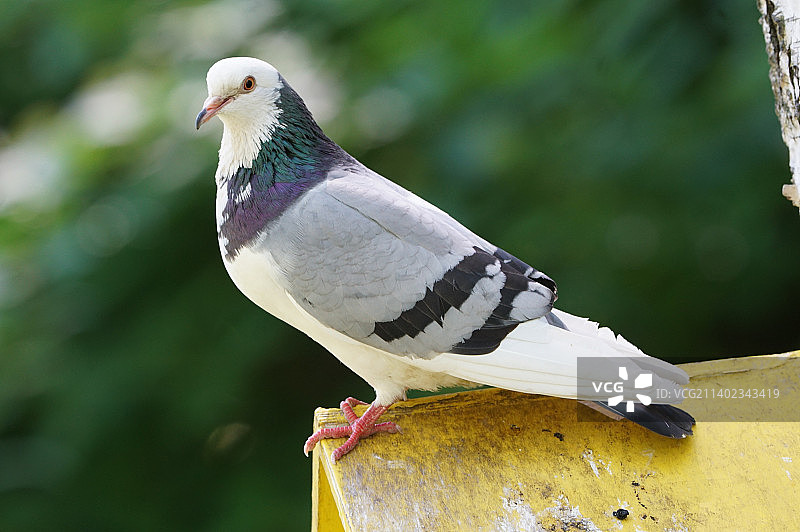 栖息在木头上的鸽子特写图片素材