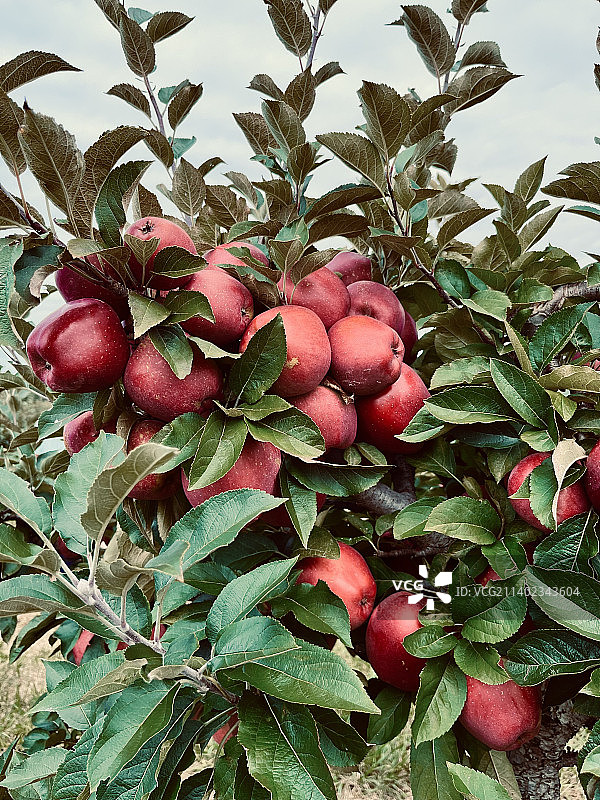 低角度拍摄的树上生长的苹果，卡尔弗顿，纽约，美国图片素材