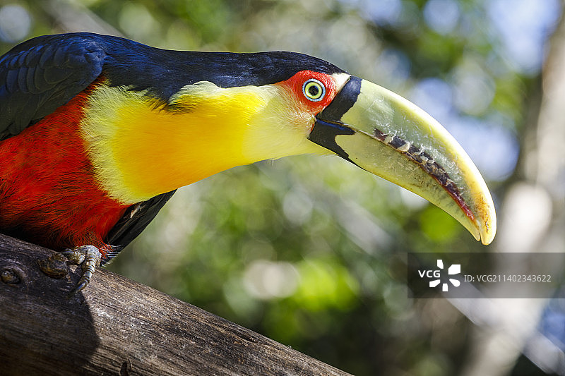 巴西潘塔纳尔的彩色幼年巨嘴鸟热带鸟类图片素材