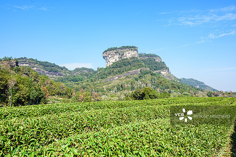 中国武夷山国家公园内大王峰下的茶园图片素材