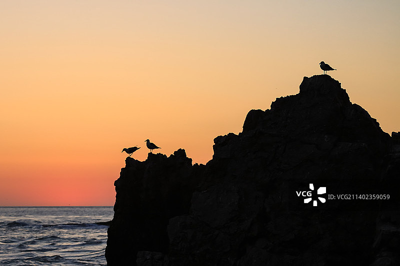 晨光里的黑尾鸥和礁石剪影图片素材