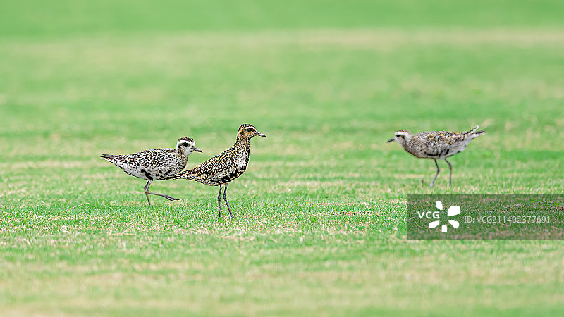 金斑鸻图片素材