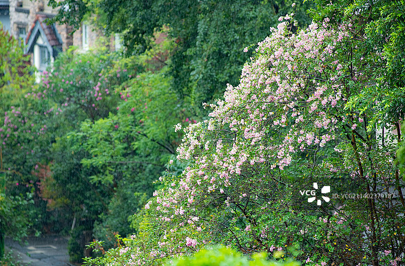 秋雨天中的一树花图片素材