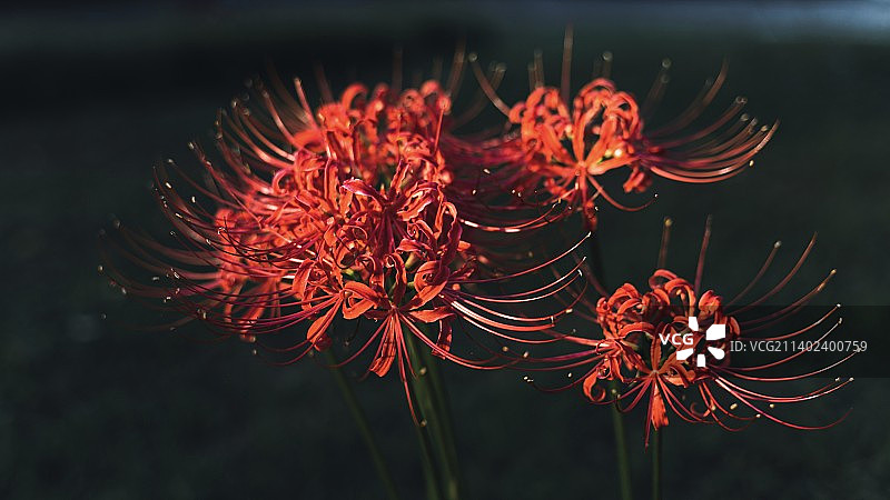 彼岸花图片素材