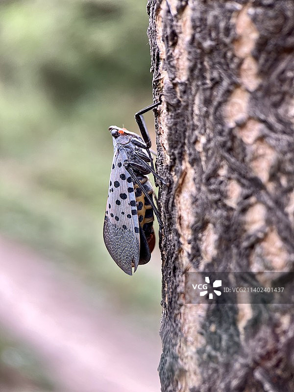 花大姐图片素材