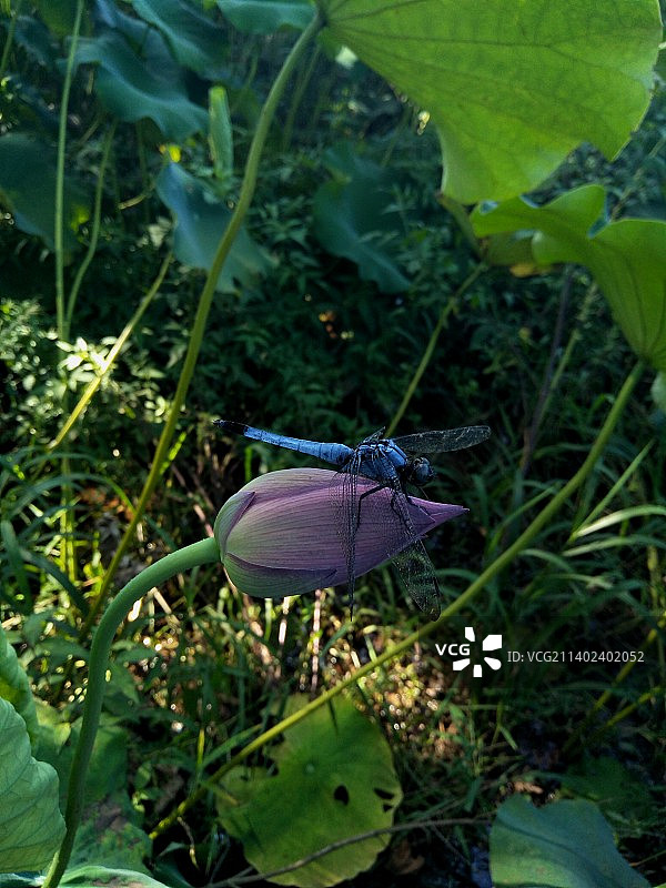 蓝蜻蜓＆荷花图片素材