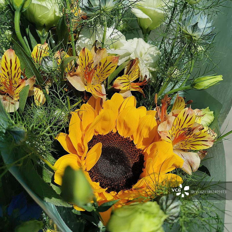 向日葵花束图片素材