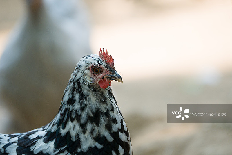 花麻小母鸡图片素材