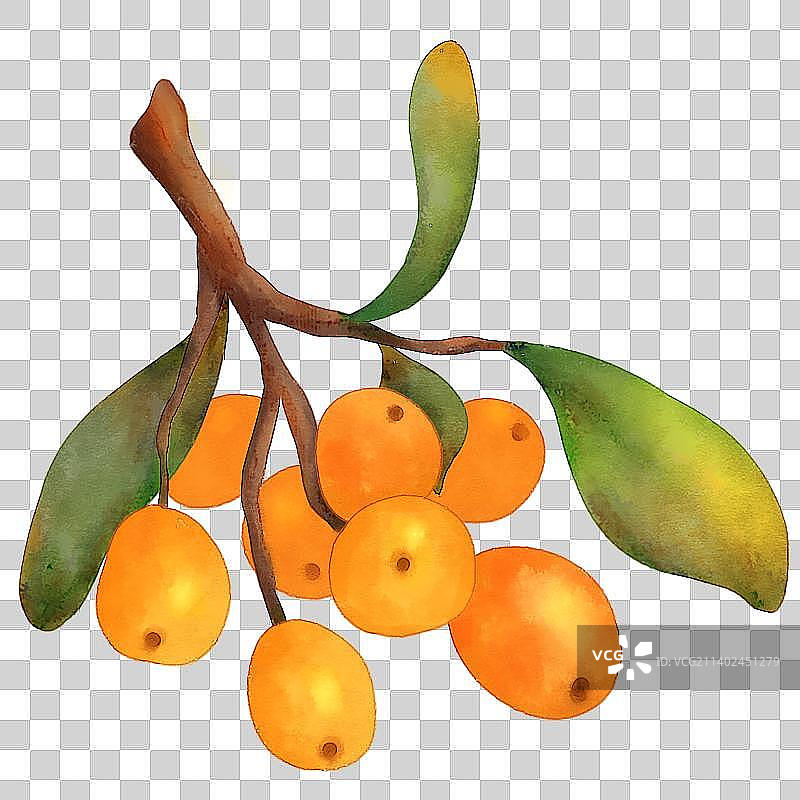 水彩水果枇杷图片素材