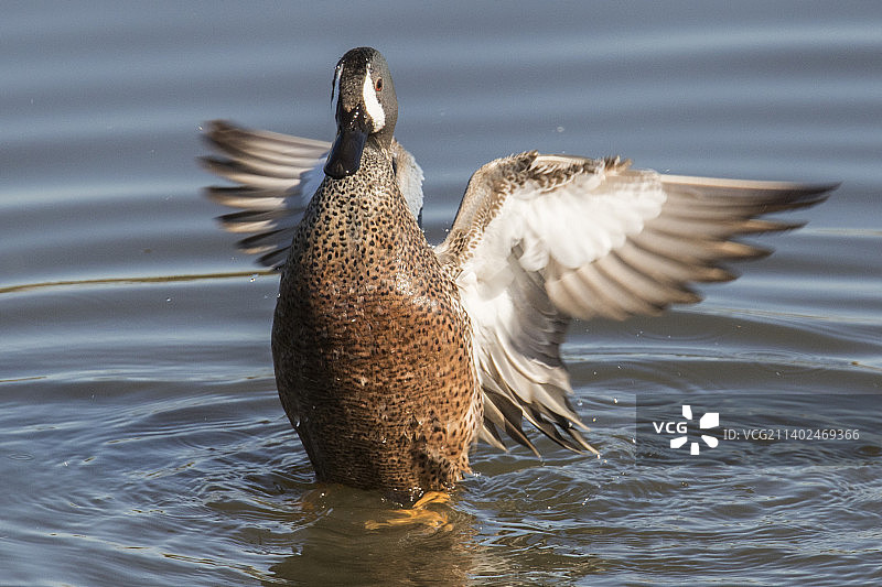 雄性蓝翅鸭拍打翅膀图片素材