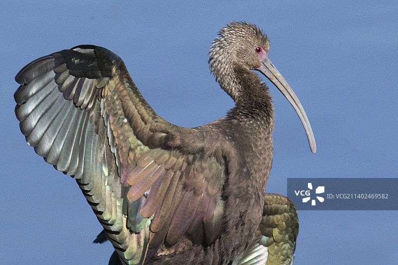 白脸彩鹮在阳光下晾晒翅膀特写图片素材