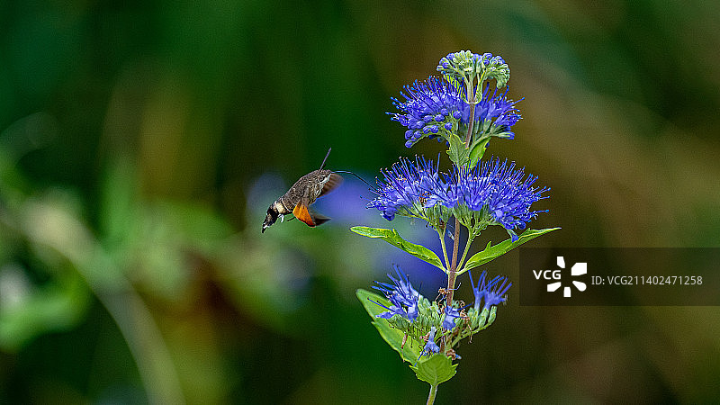 蜂鸟与花儿图片素材