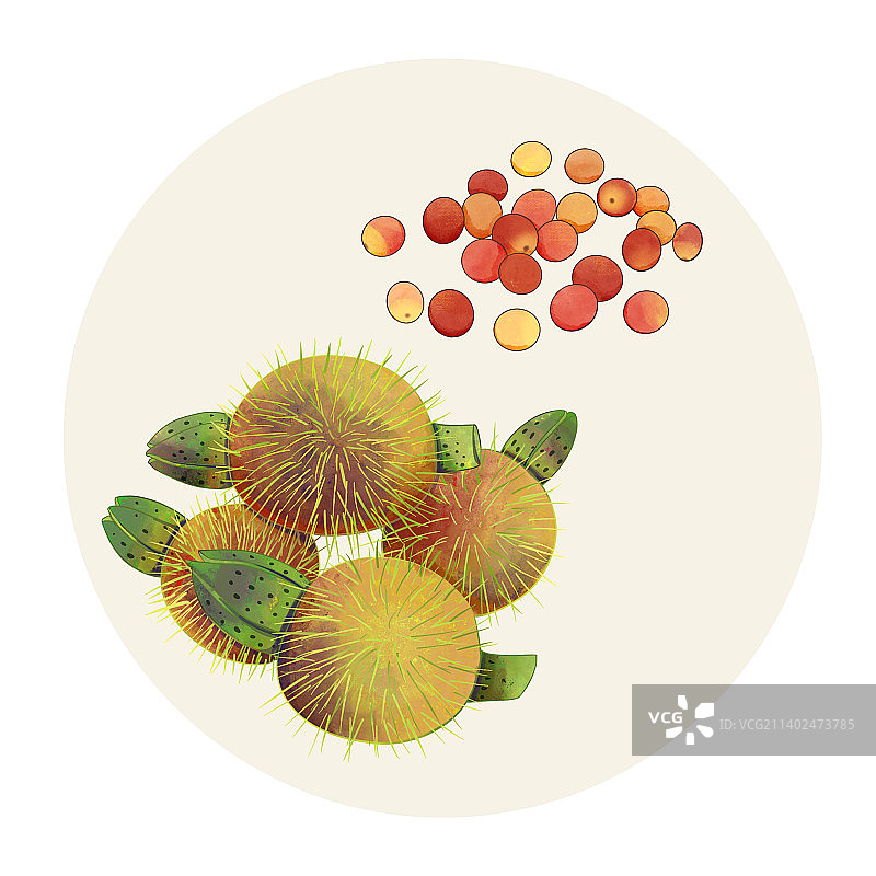 手绘水彩中药药材芡实插画图片素材
