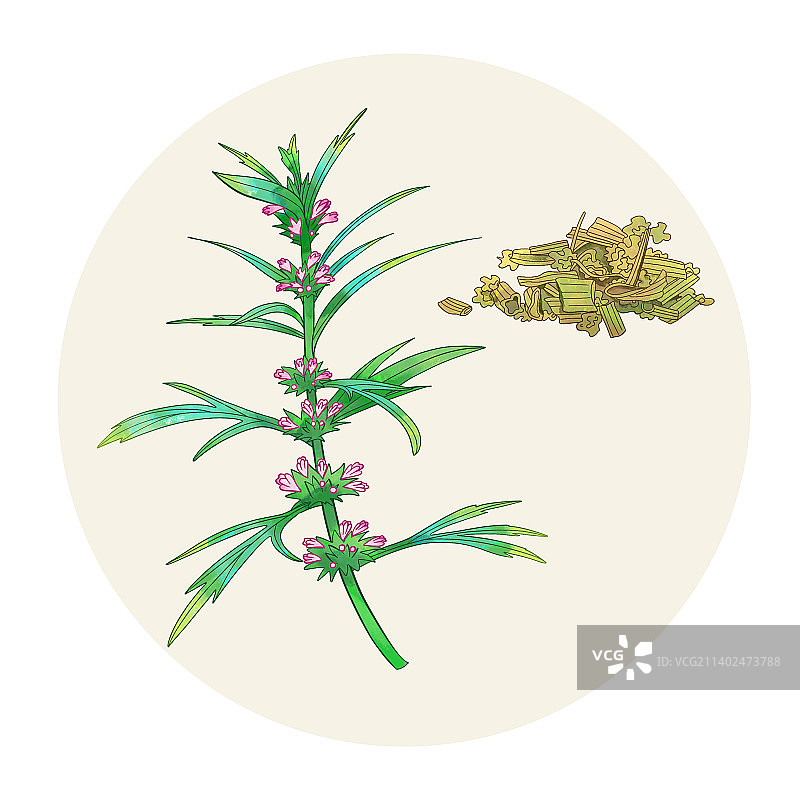 手绘水彩中药药材益母草插画图片素材