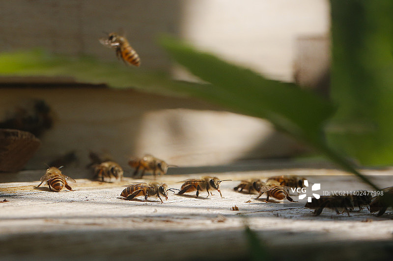 蜜蜂箱子里，勤劳的工蜂！图片素材