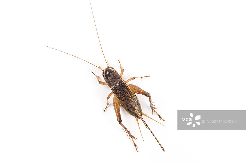 白底上的一只雌蟋蟀图片素材