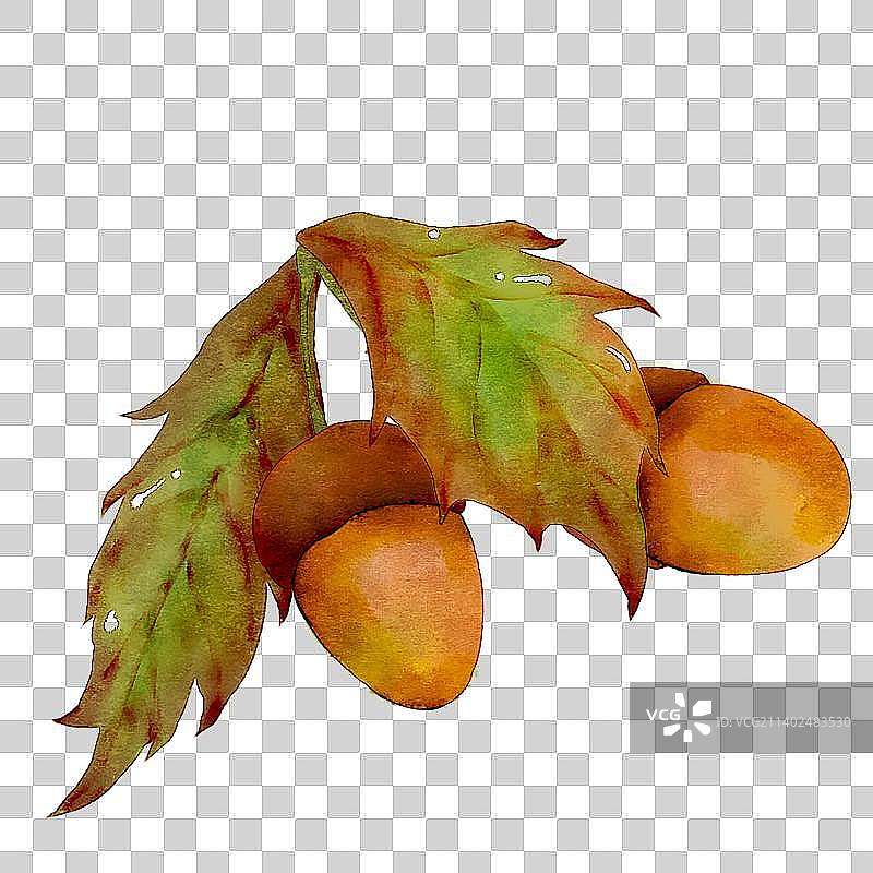 秋天成熟的橡子果实图片素材