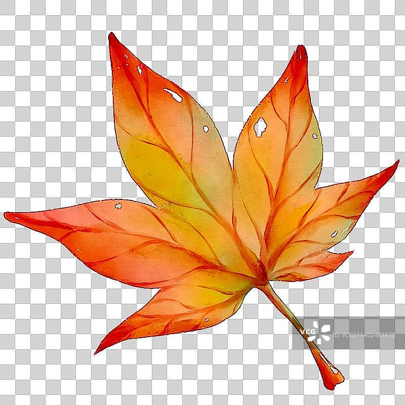 水彩手绘秋天的枫叶图片素材