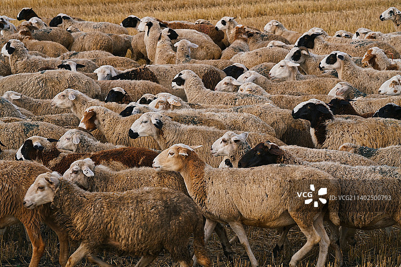 呼伦贝尔额尔古纳和大兴安岭的秋天图片素材