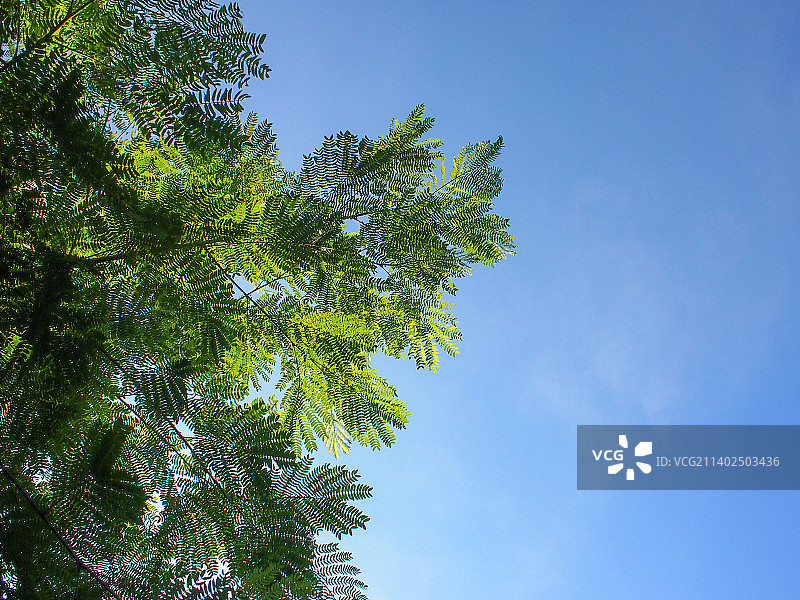 蓝天下的绿树图片素材