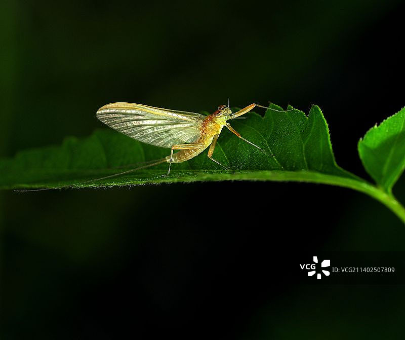 叶上昆虫特写镜头图片素材