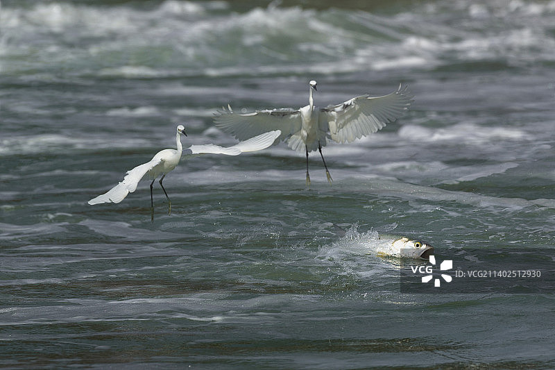 白鹭与鱼图片素材