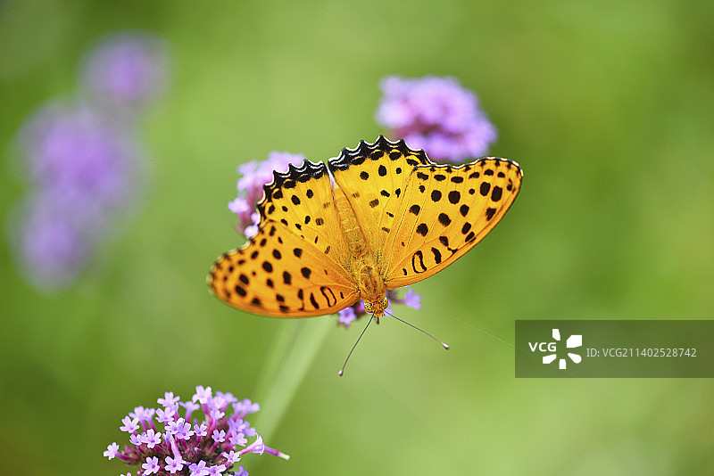 斐豹蛱蝶图片素材