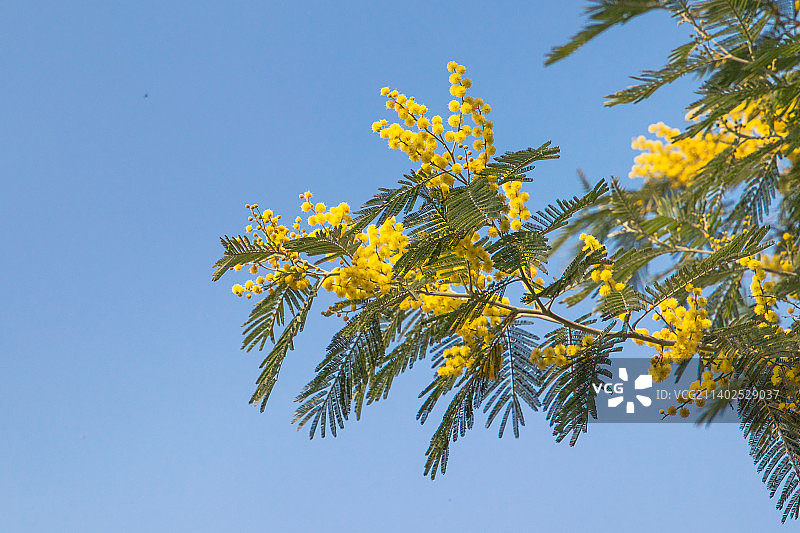 银荆花朵图片素材