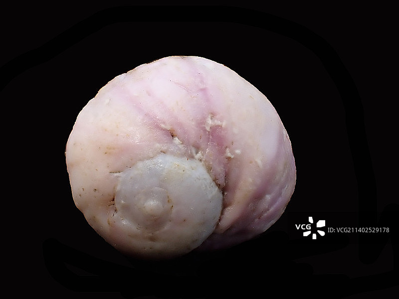 紫口珊瑚螺(Coralliophila neritoidea)图片素材