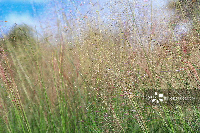 乱子草图片素材
