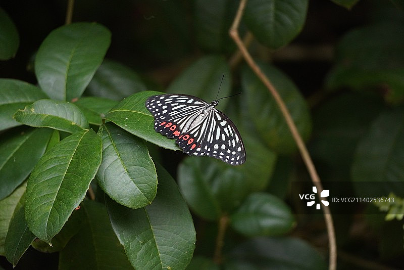 黑脉蛱蝶图片素材