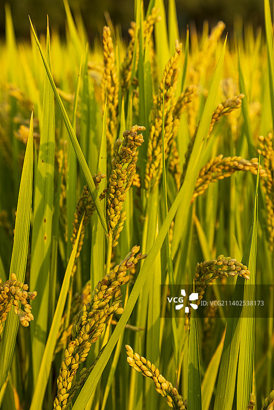 秋分时节稻花香图片素材