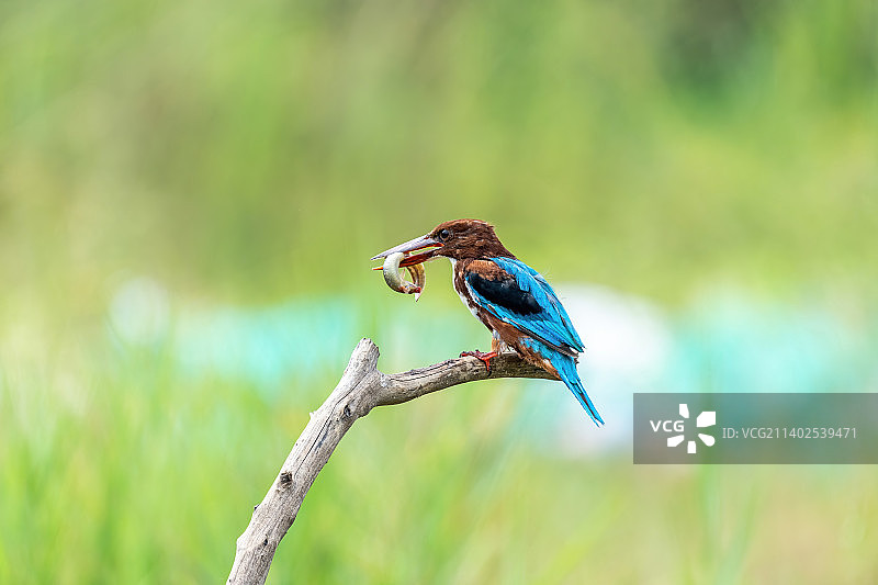 一只栖息在清澈溪涧的白胸翡翠鸟，或站立在树枝上或捕食水中的鱼虾图片素材