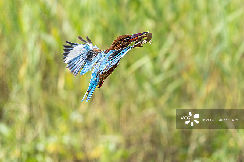 一只栖息在清澈溪涧的白胸翡翠鸟，或站立在树枝上或捕食水中的鱼虾图片素材