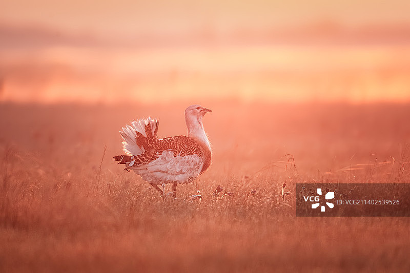 霞光里的大鸨图片素材
