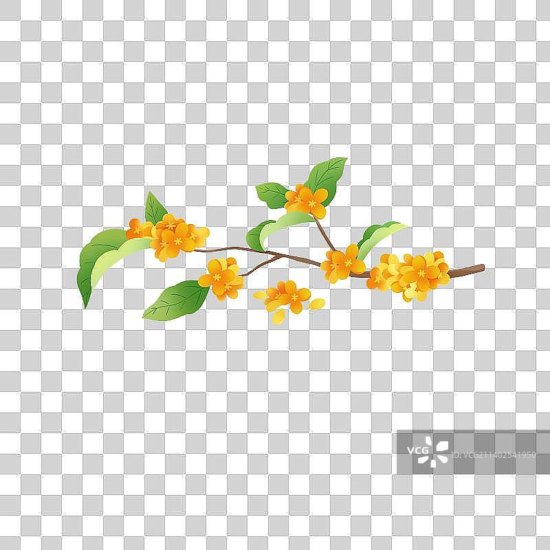 中秋节桂花元素插画图片素材