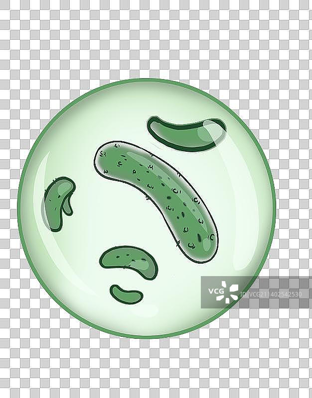 大肠杆菌细菌插画图片素材