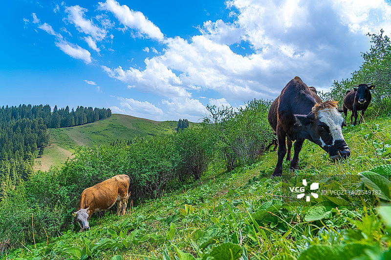 新疆伊犁草原山区  牛在牧场上 吃草图片素材