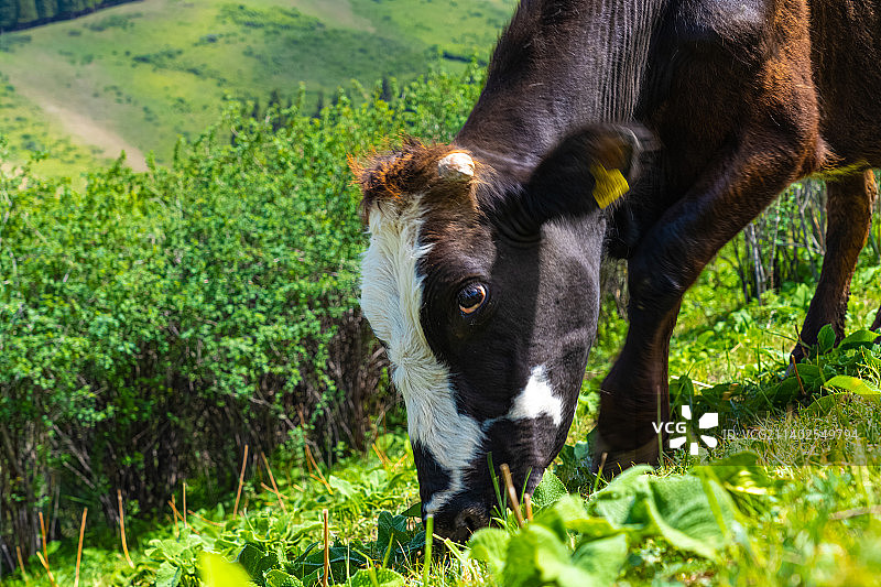新疆伊犁草原山区  牛在牧场上 吃草图片素材