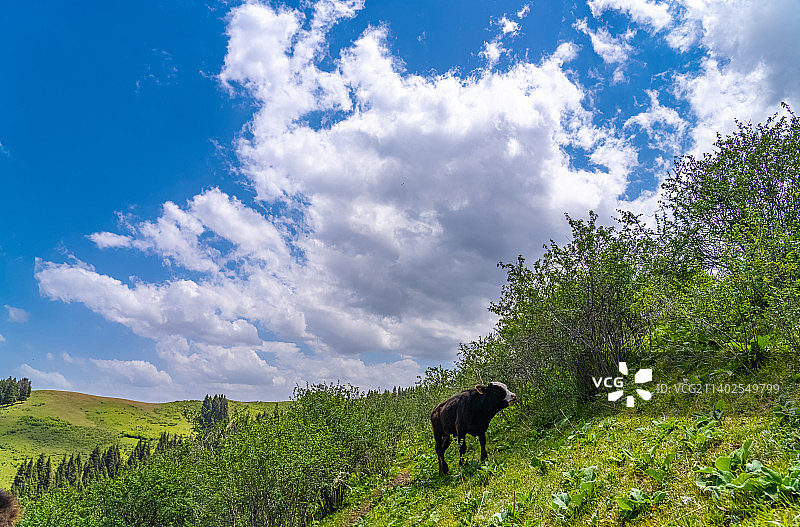 新疆伊犁草原山区  牛在牧场上 吃草图片素材