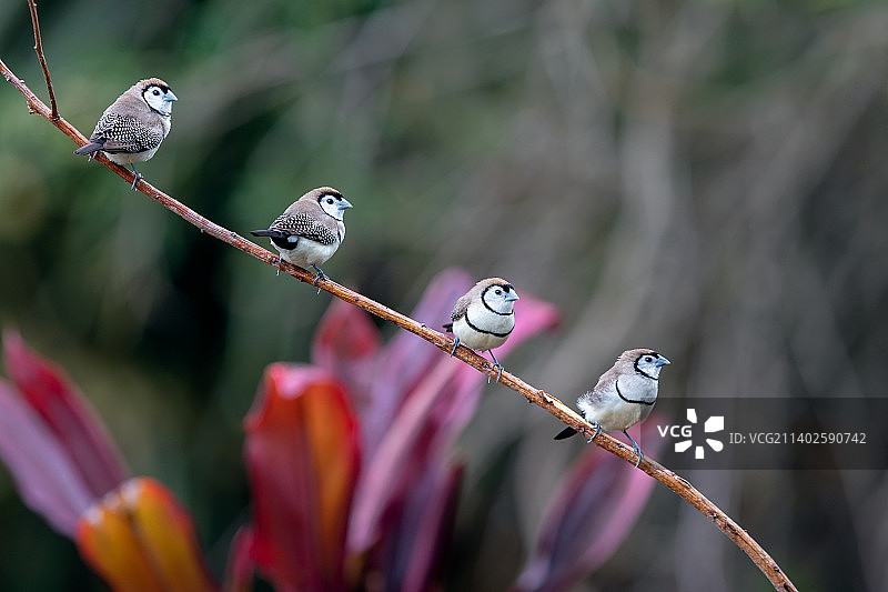 双斑草雀（Double-Barred Finch）图片素材