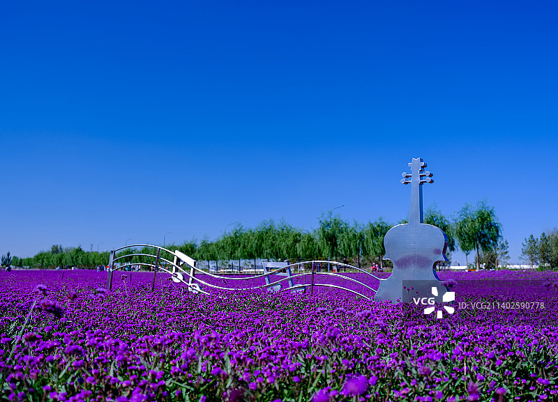 呼和浩特马鞭草花海，马鞭草。紫色花海。图片素材