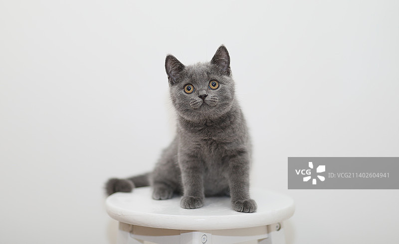 英短蓝猫图片素材