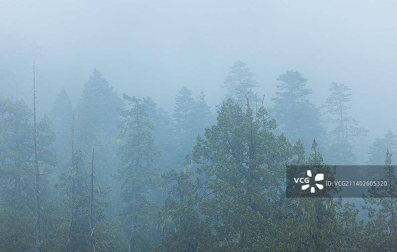云南香格里拉阿布吉措雾中的森林图片素材