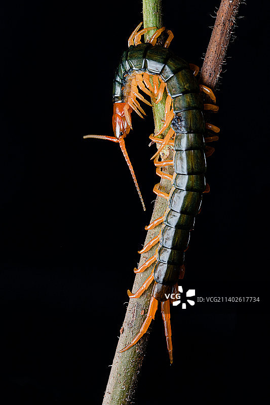 大蜈蚣图片素材