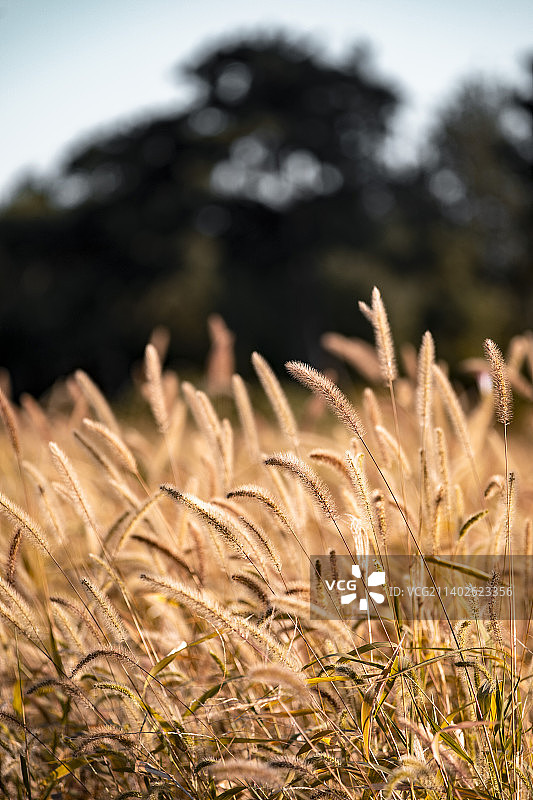 北京圆明园秋季稻草飘动图片素材