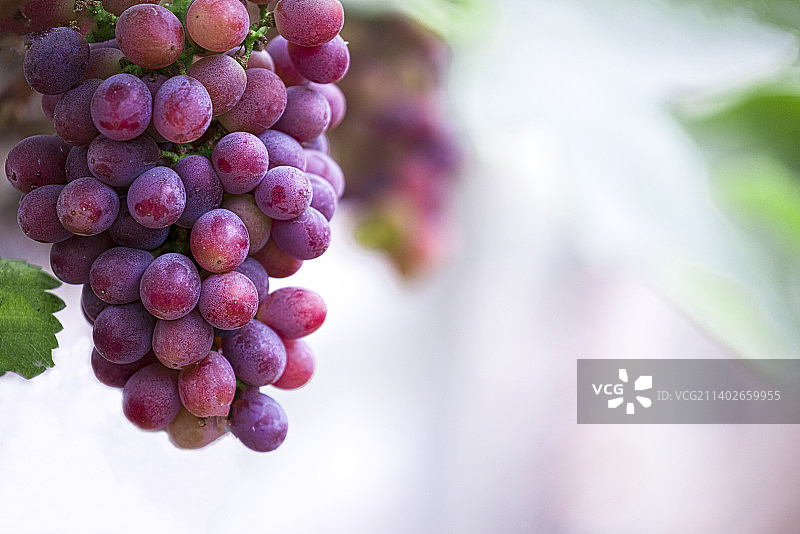 葡萄熟了图片素材