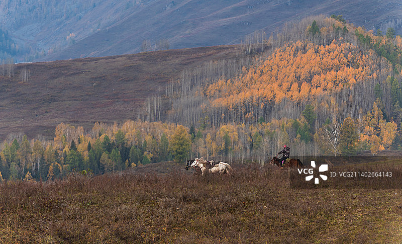 秋季中国新疆阿勒泰喀纳斯骑马的牧马人图片素材