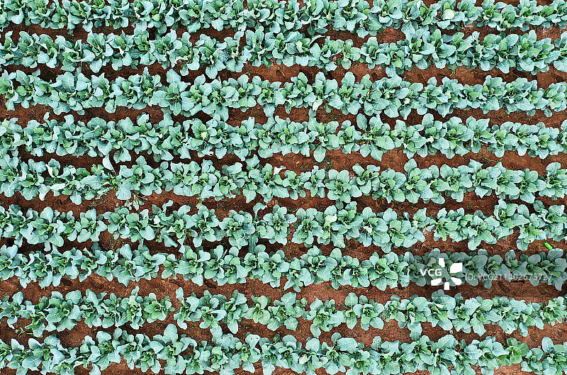 山东枣庄山亭区秋季大田蔬菜长势喜人图片素材