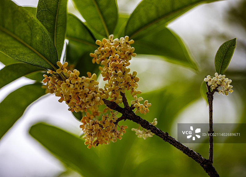 桂花，八月桂花香，秋分图片素材